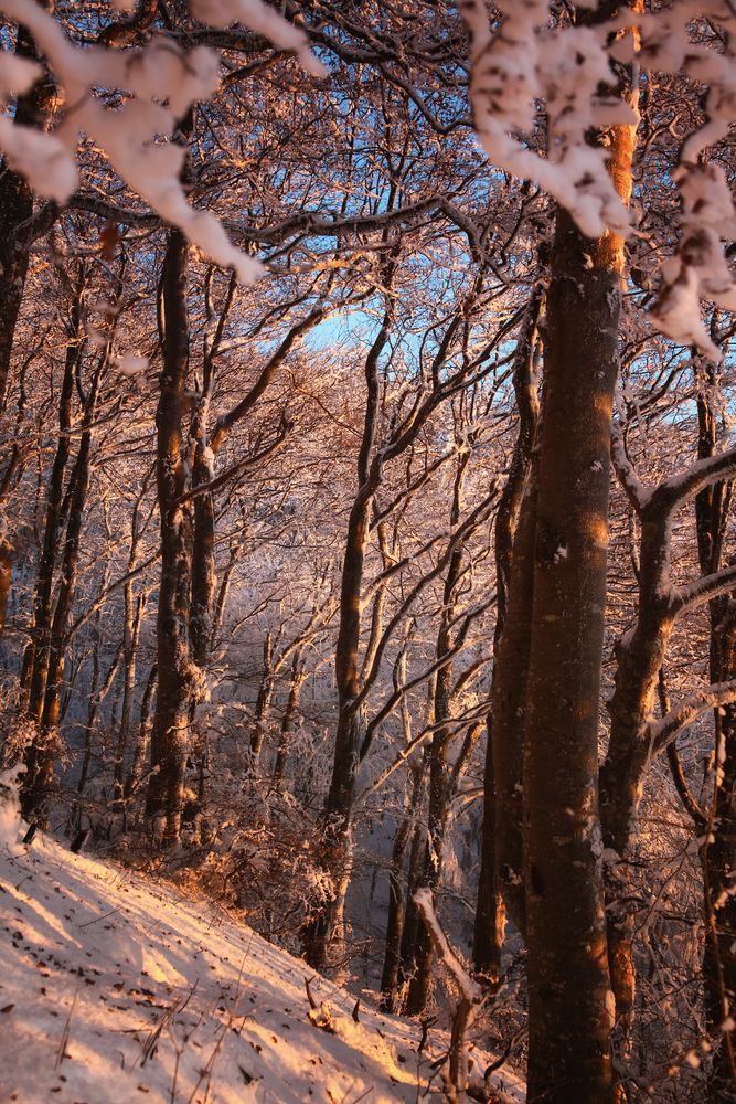 Rot.Licht.Wald