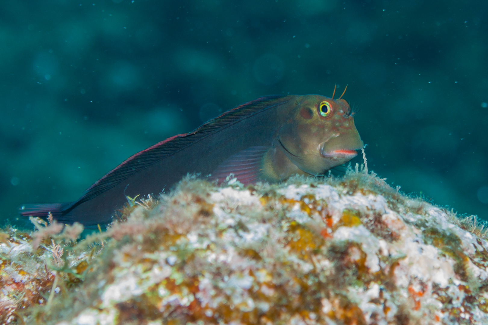 Rotlippen-Schleimfisch