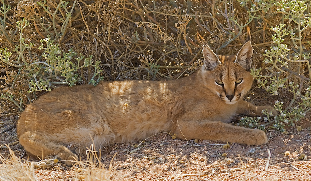 Rotluchs