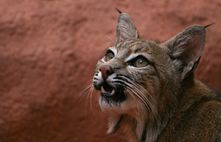 Rotluchs