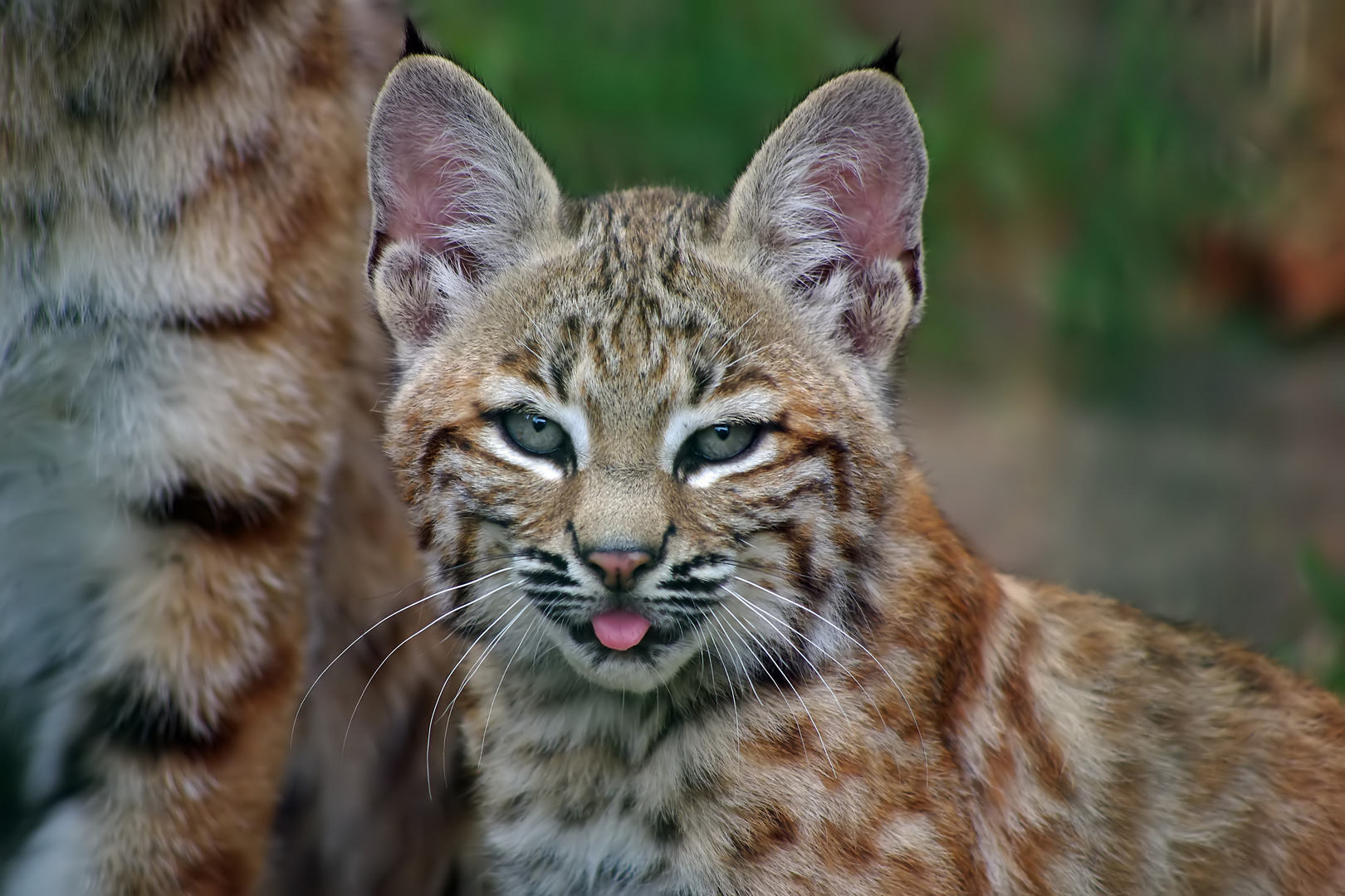 Rotluchs-Baby im Zoo Aschersleben