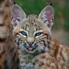 Rotluchs-Baby im Zoo Aschersleben