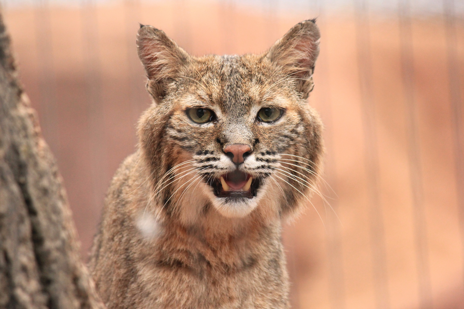 Rotluchs Burgers Zoo