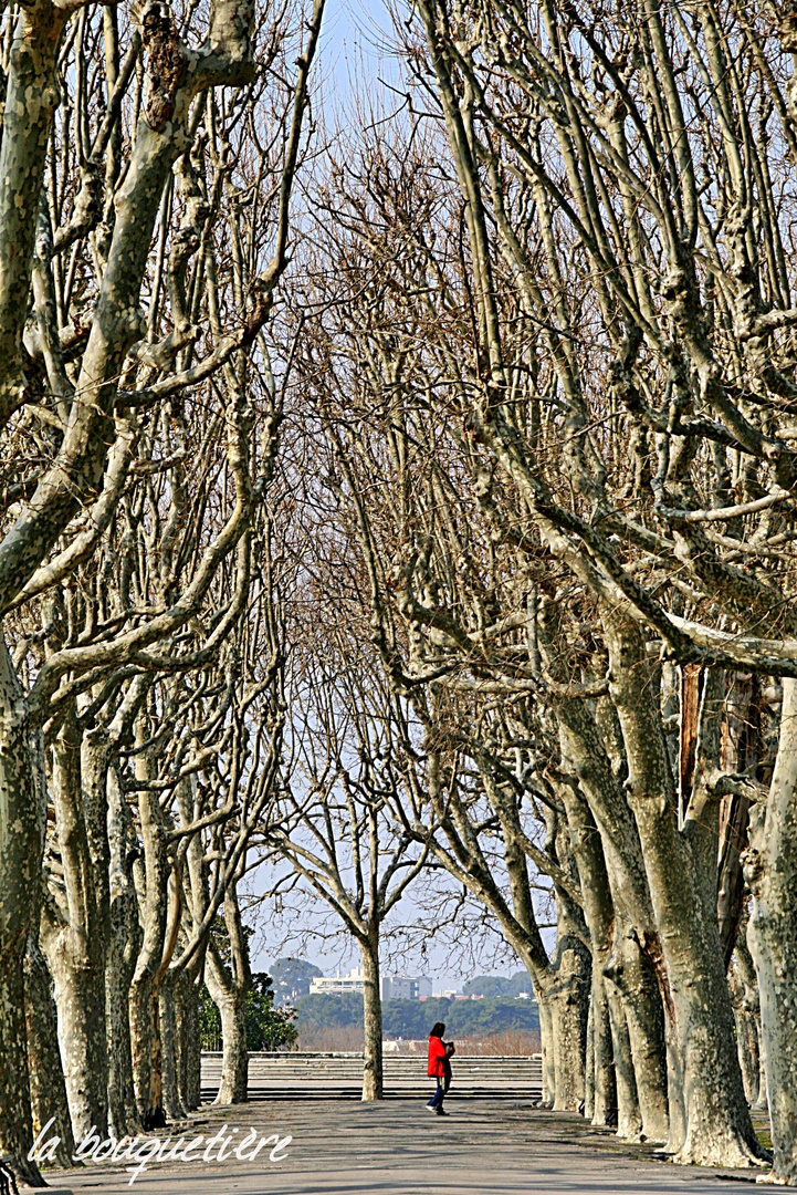 Rotmäntelchen allein im Wald