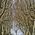 Rotmäntelchen allein im Wald