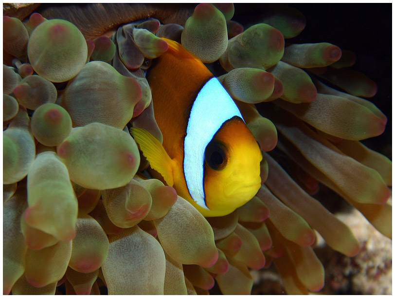 Rotmeer Anemonenfisch