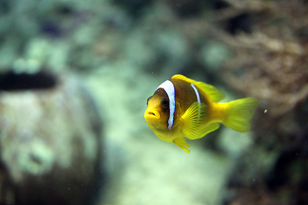 Rotmeer Anemonenfisch