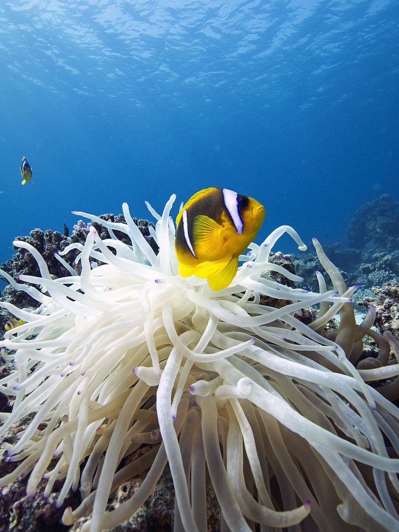 Rotmeer-Anemonenfisch (Amphiprion bicinctus)