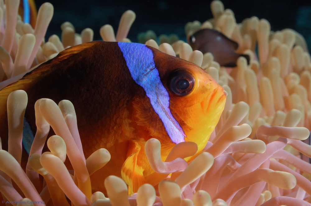 Rotmeer-Anemonenfisch (Amphiprion bicinctus) - im Anemonen-Bett