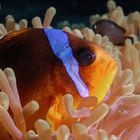 Rotmeer-Anemonenfisch (Amphiprion bicinctus) - im Anemonen-Bett