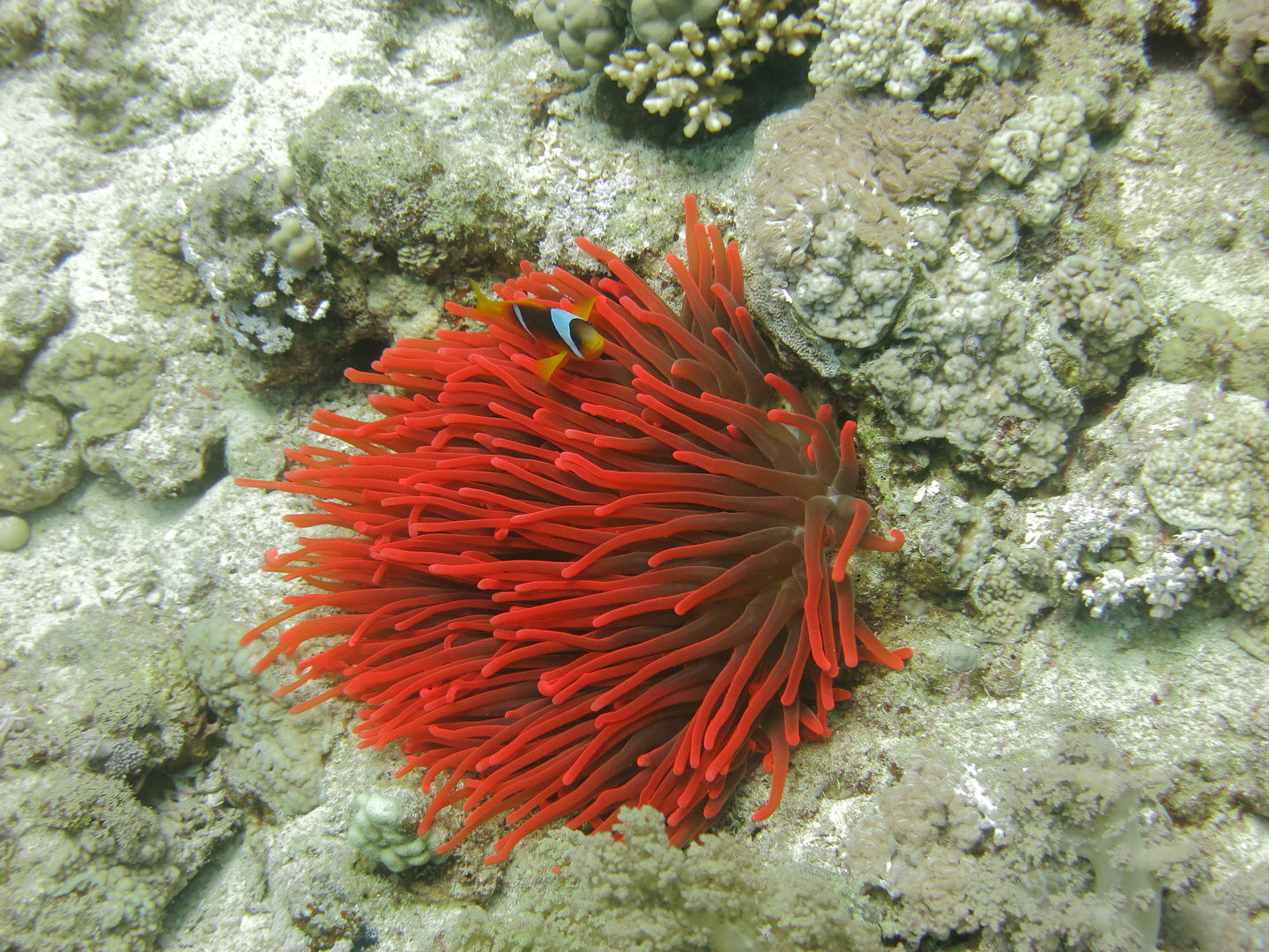 Rotmeer-Anemonenfisch mit Behausung