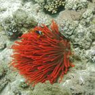 Rotmeer-Anemonenfisch mit Behausung