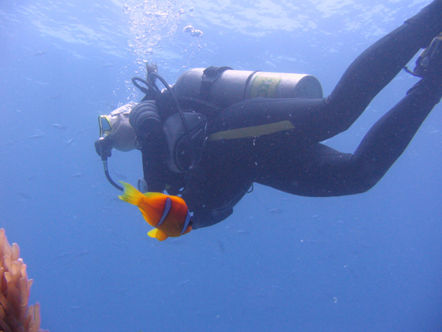 Rotmeer Anemonenfisch "Nemo" und ein Taucher