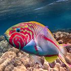 Rotmeer-Junker (Thalassoma rueppellii)