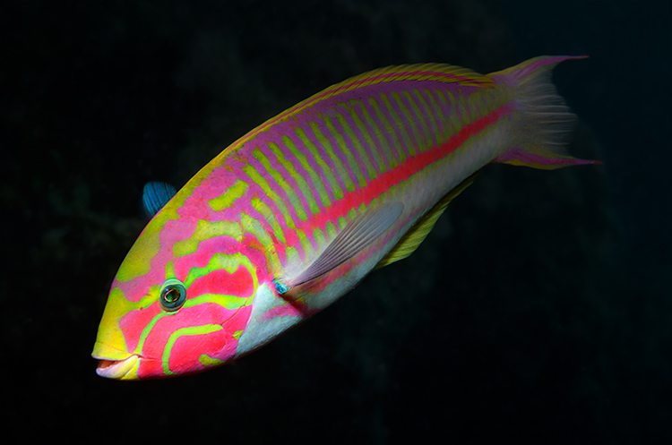 Rotmeer-Junker (Thalassoma rueppellii)