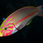 Rotmeer-Junker (Thalassoma rueppellii)