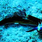 Rotmeer-Nembrotha / Bighorn Nembrotha