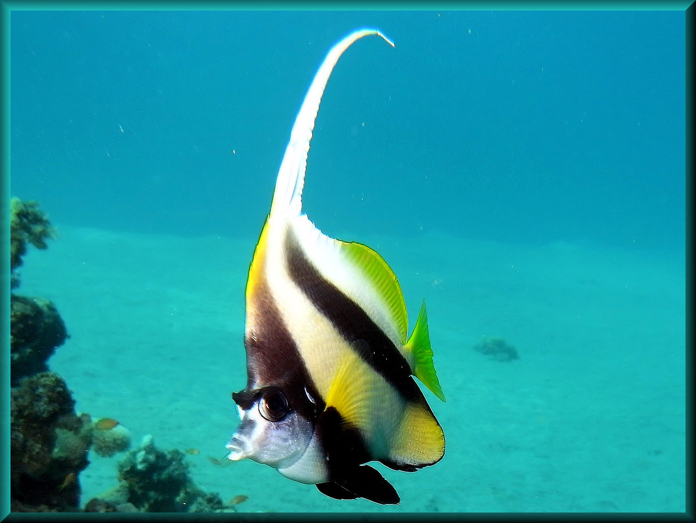 Rotmeer Wimpelfisch *falsch Fledermausfisch*