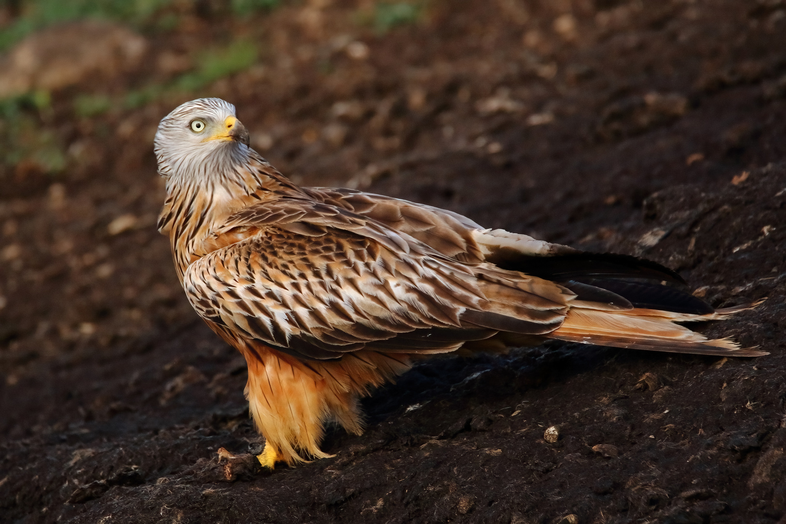 Rotmilan Foto & Bild | tiere, wildlife, natur Bilder auf fotocommunity