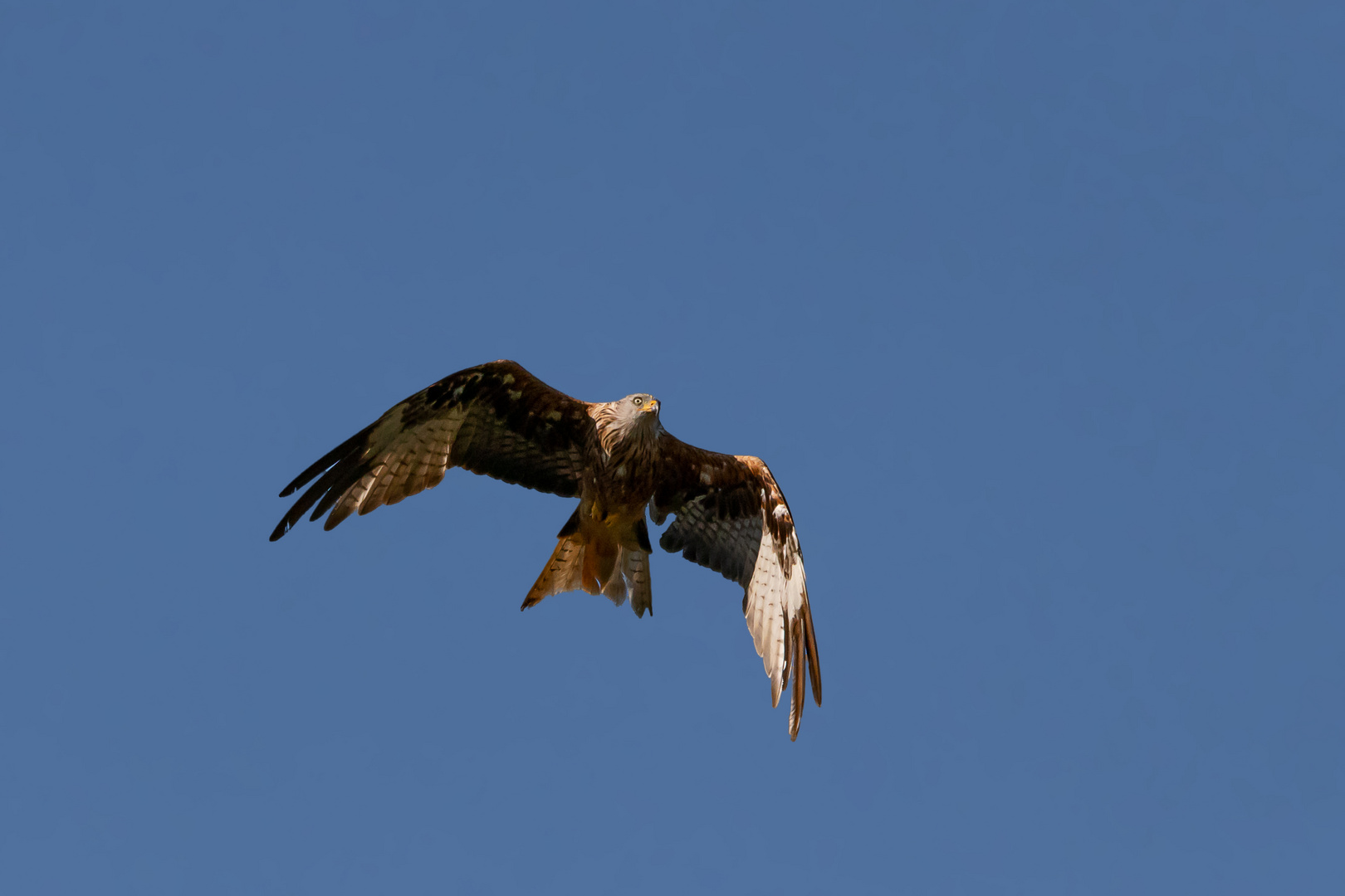 Rotmilan auf Beutejagd