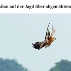 Rotmilan auf der Jagd nach Beute