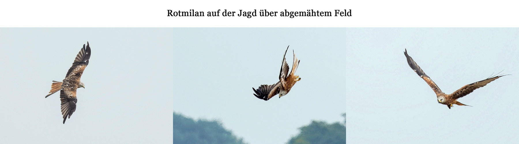 Rotmilan auf der Jagd nach Beute