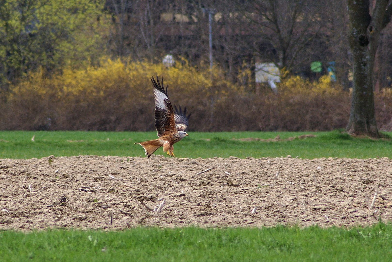 Rotmilan beim abflug