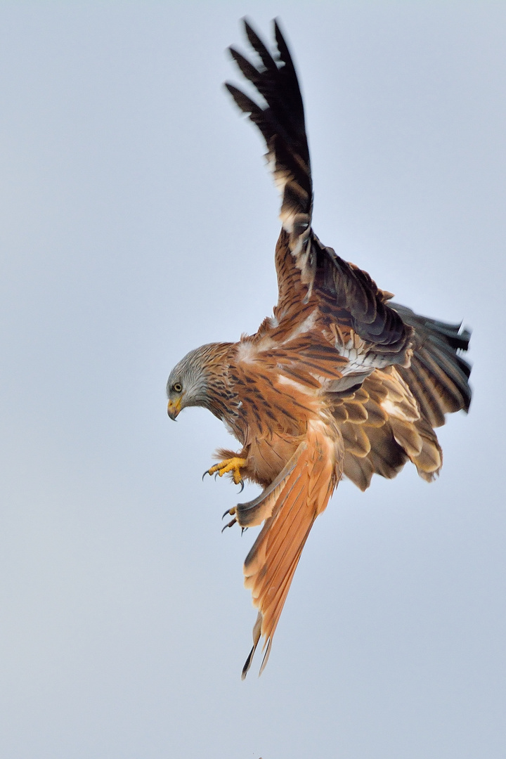 Rotmilan beim Abflug