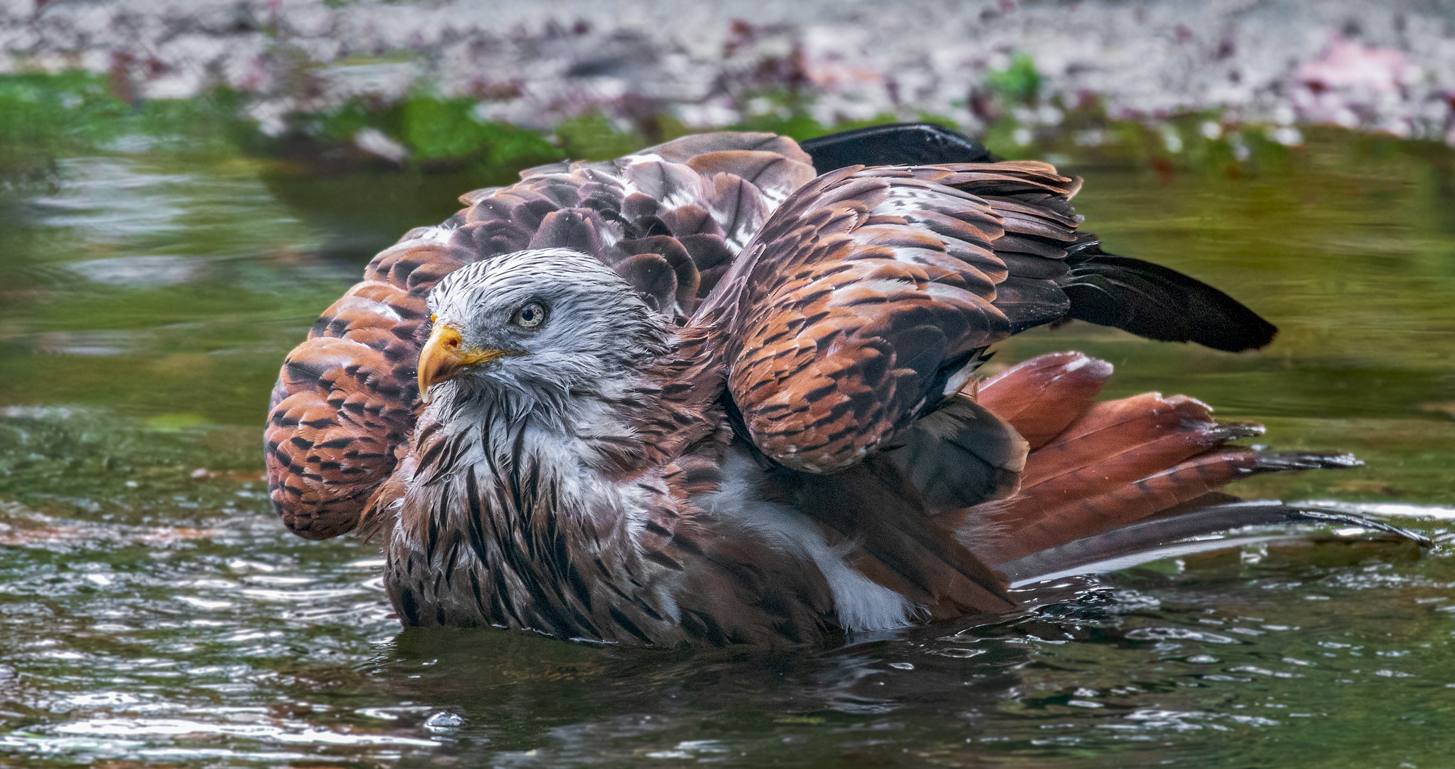 Rotmilan beim Baden 001