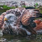 Rotmilan beim Baden 001