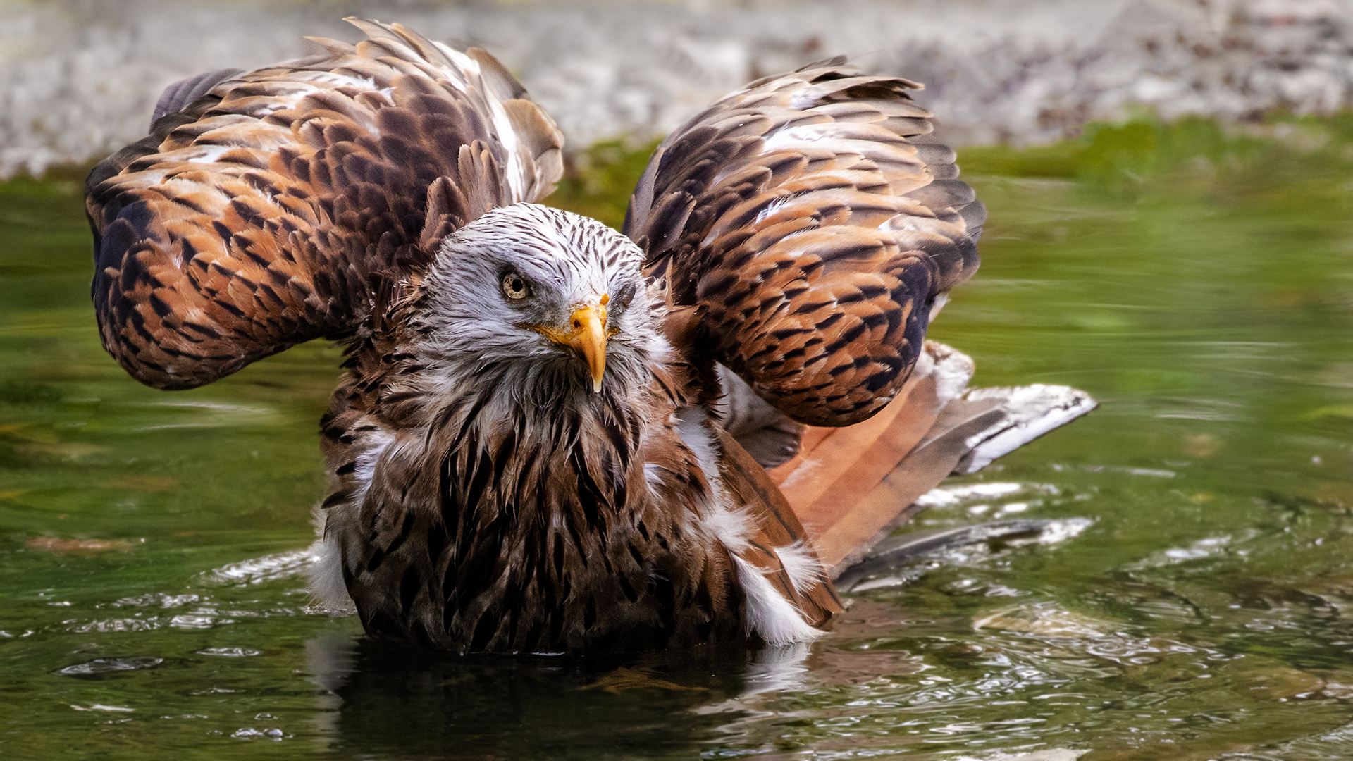 Rotmilan beim Baden 001 