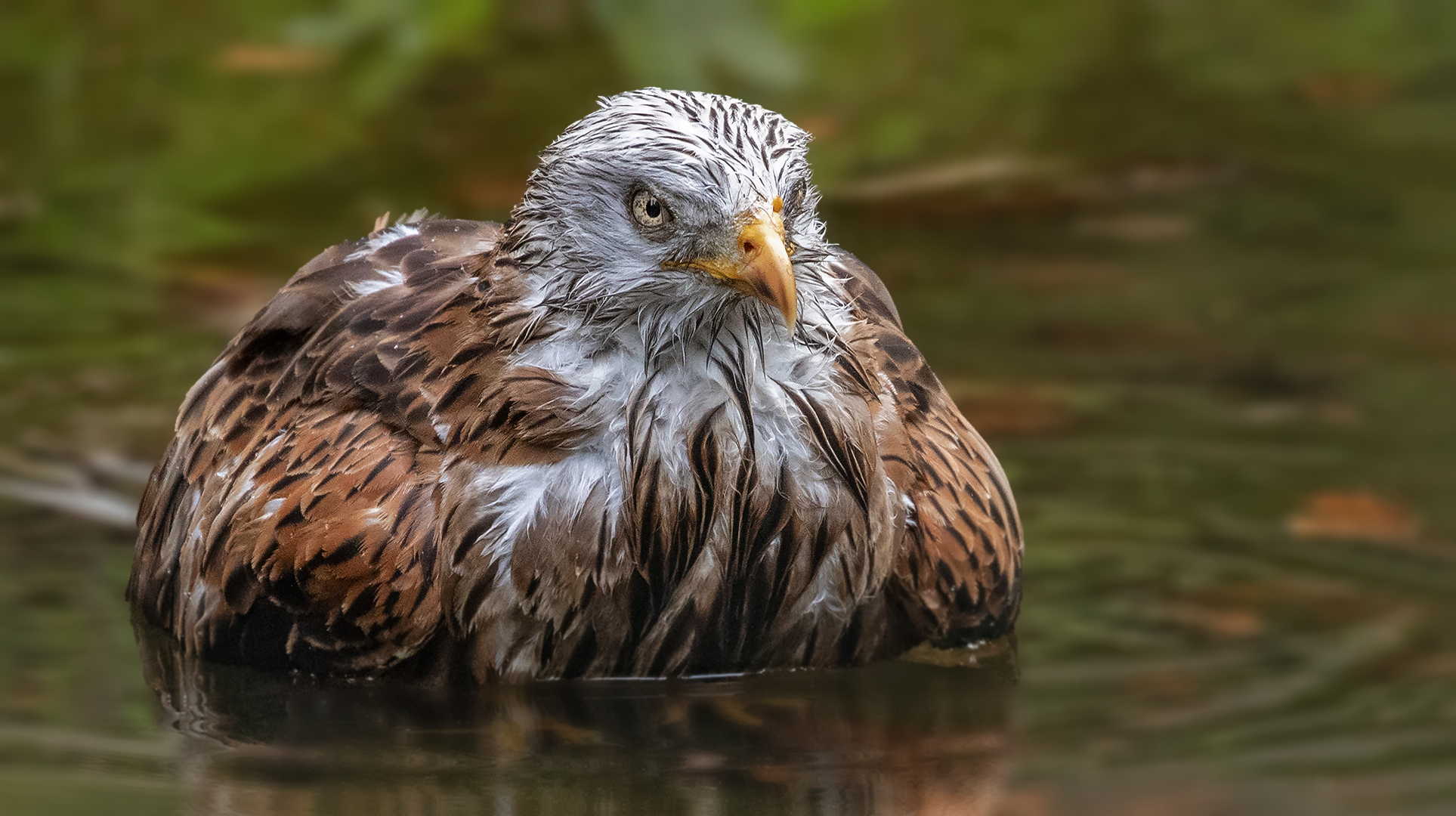 Rotmilan beim Baden 003 