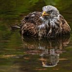 Rotmilan beim Baden 006a