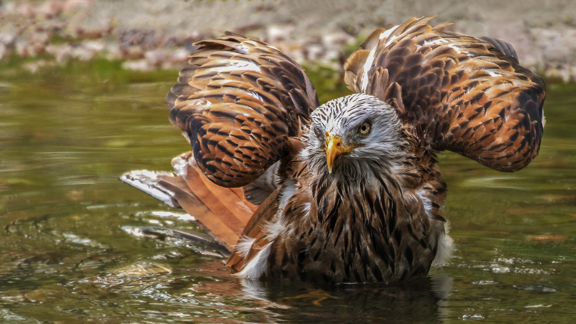 Rotmilan beim Baden 