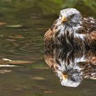 Rotmilan beim Baden 