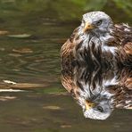 Rotmilan beim Baden 