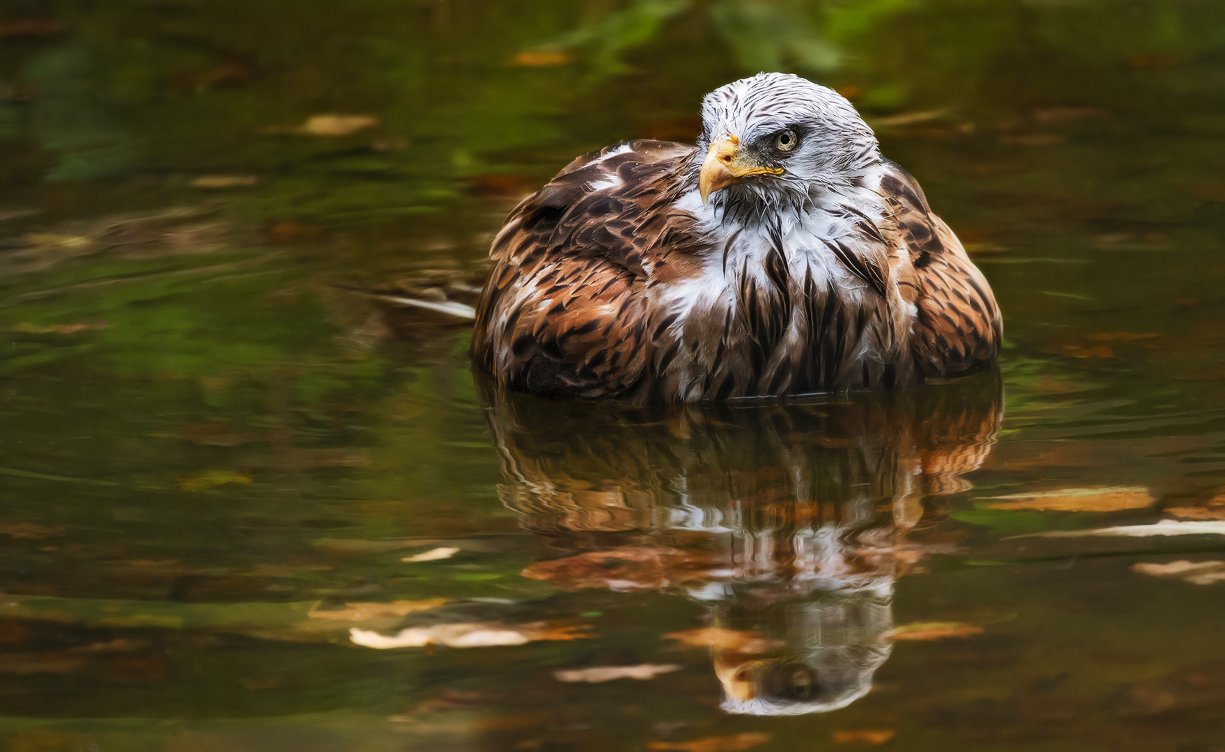 Rotmilan beim Baden 