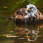 Rotmilan beim Baden 