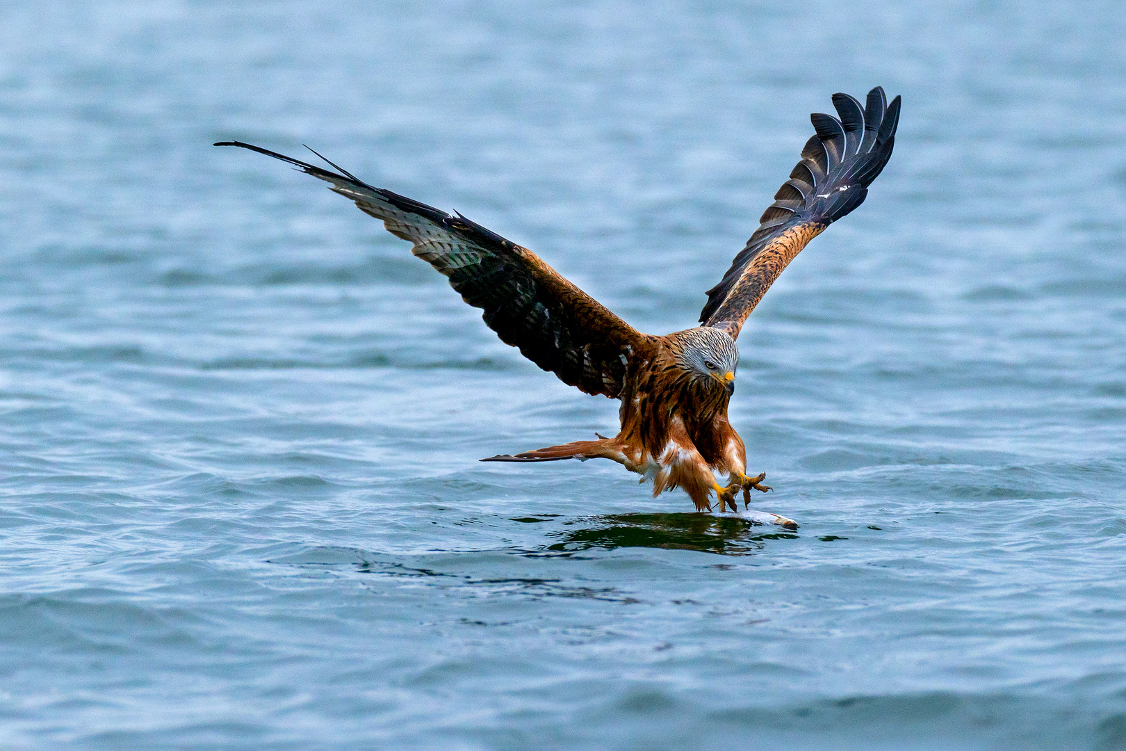 Rotmilan beim Fischfang