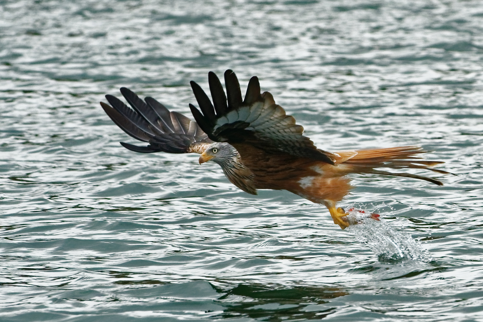 Rotmilan beim Fischfang