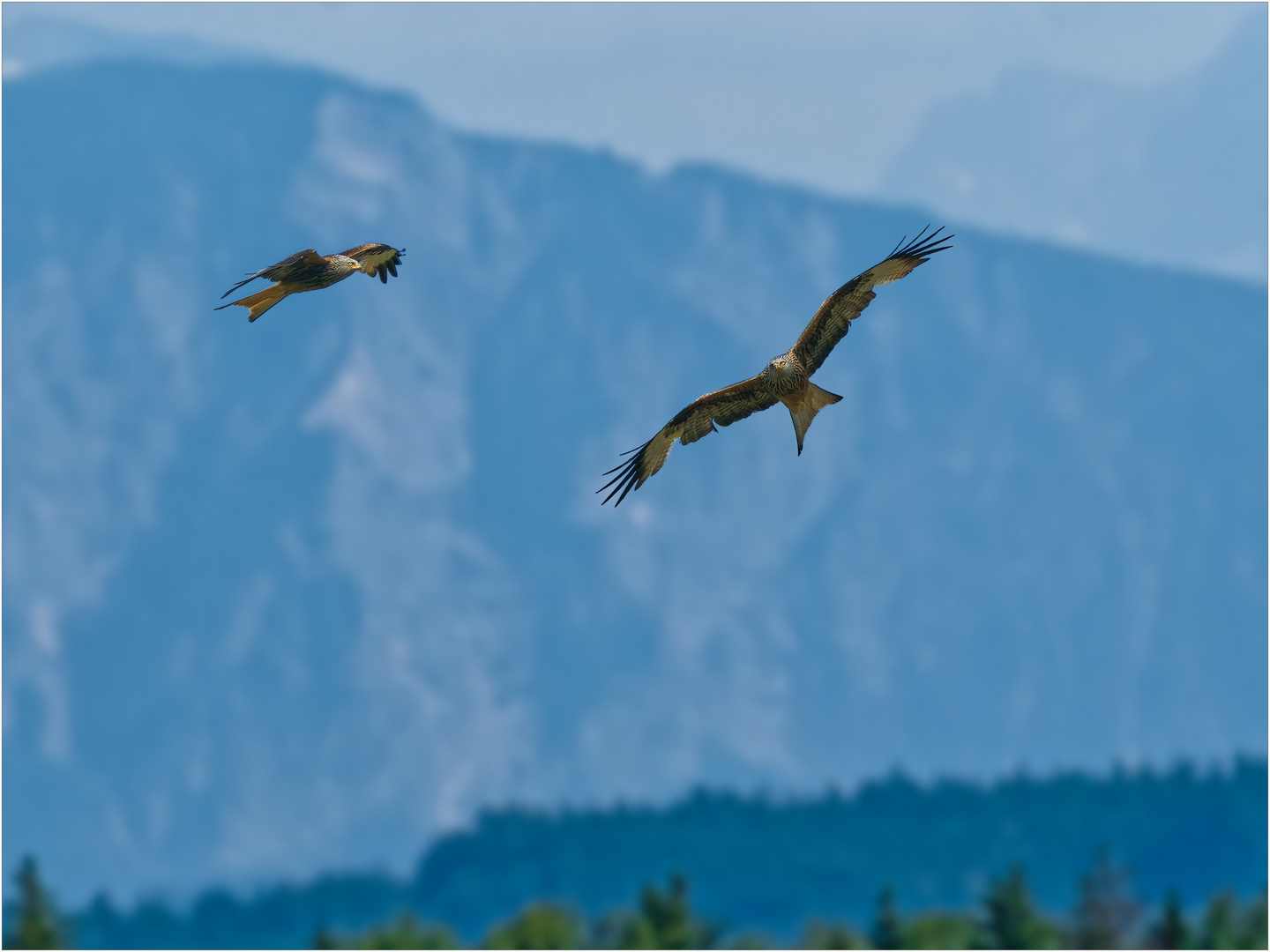 Rotmilan – Flugsequenzen