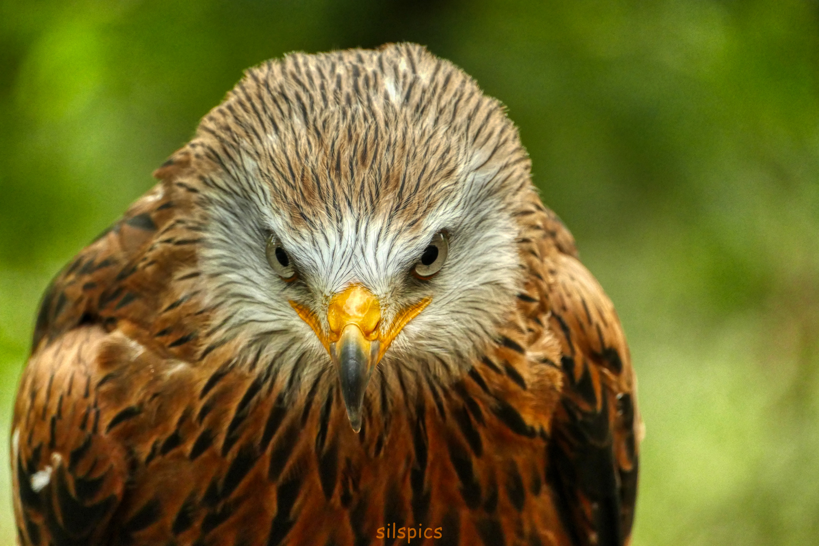 Rotmilan, Gabelweihe,Red Kite