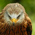 Rotmilan, Gabelweihe,Red Kite