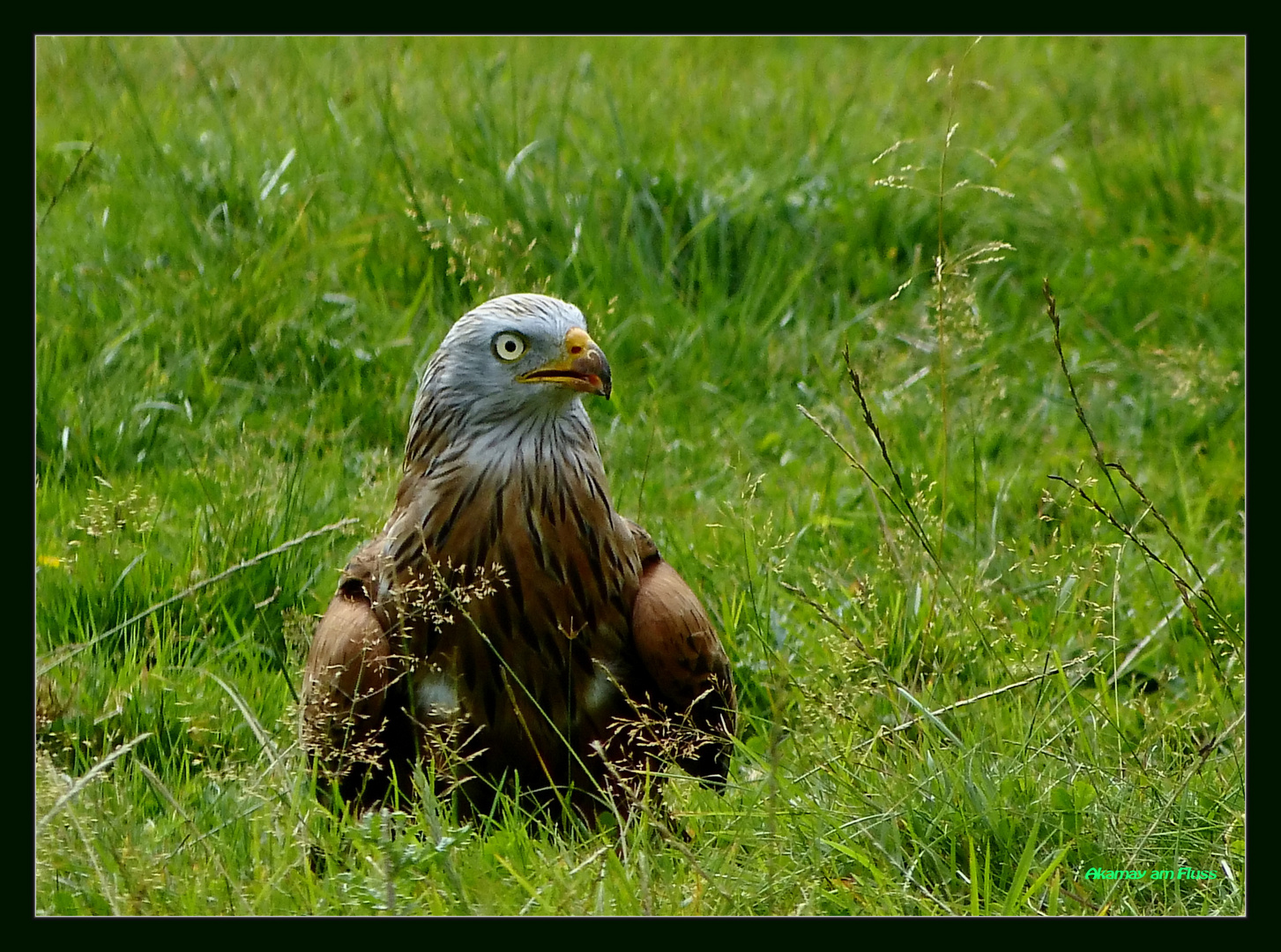 Rotmilan gelandet am Weserufer . . .