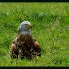 Rotmilan gelandet am Weserufer . . .