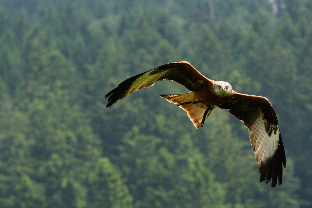 Rotmilan im Anflug