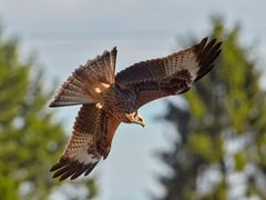 Rotmilan im Anflug