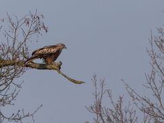 Rotmilan im Baum