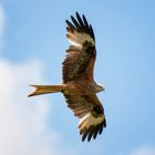 Rotmilan im Entlebuch