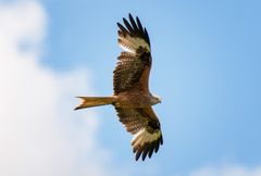 Rotmilan im Entlebuch